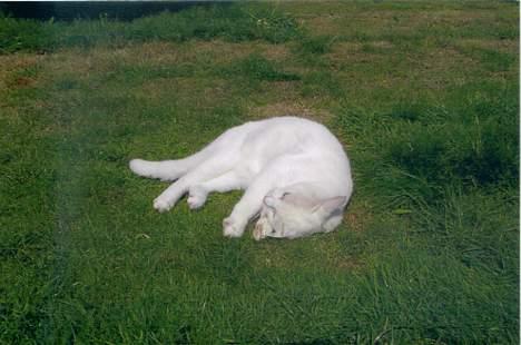 Blanding af racer Plet - Det er godt med en rulle tur. billede 5