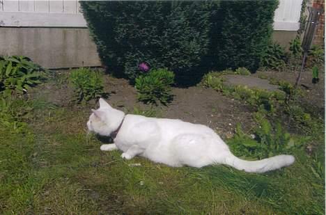 Blanding af racer Plet - På jagt efter en anden kat. billede 6