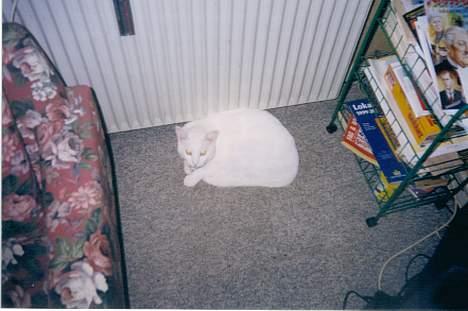 Blanding af racer Plet - Får sig en lille lur. billede 7