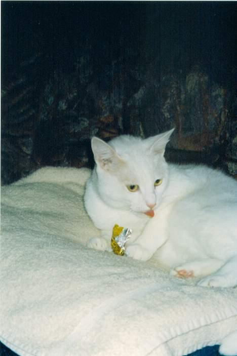 Blanding af racer Plet - Rækker lige tunge efter en godbid. billede 8