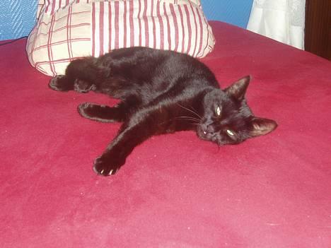 Huskat Bambi - her ligger jeg og slapper av i sengen til Karina billede 7