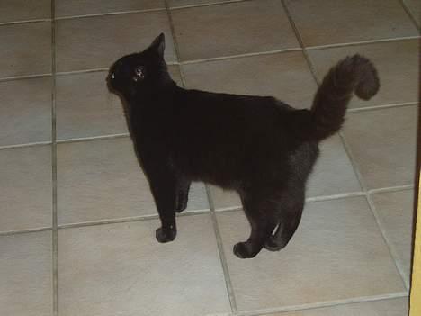 Huskat Bambi billede 8