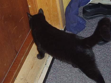 Huskat Bambi - Slipp meg ut! billede 9