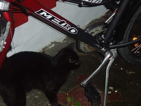 Huskat Bambi - her er Bambi ude ved min sykkel.. billede 10