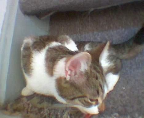 Blanding af racer Pusser - Snuser lige til trappen... billede 2