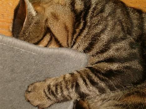 Blanding af racer Bisse - i kan ikke finde mig:-) billede 10