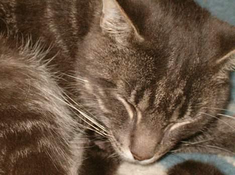 Blanding af racer bandit billede 10