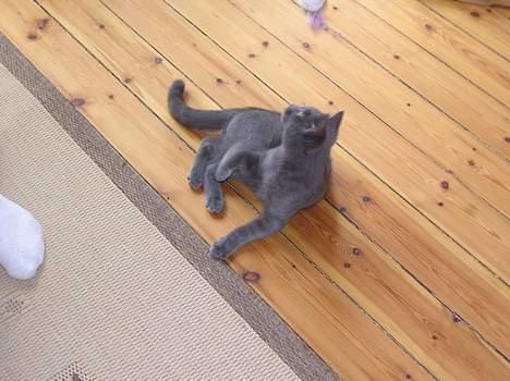 Blanding af racer Minni - R.I.P.  billede 7