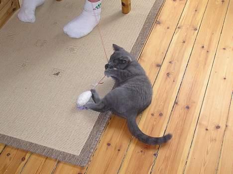 Blanding af racer Minni - R.I.P.  billede 8