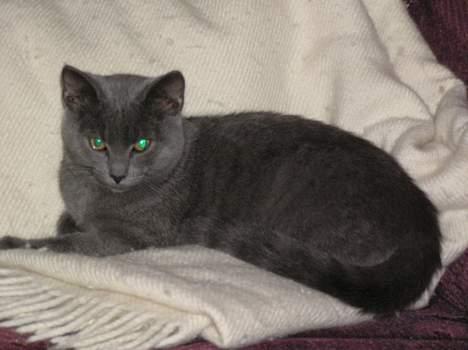 Blanding af racer Minni - R.I.P.  billede 9