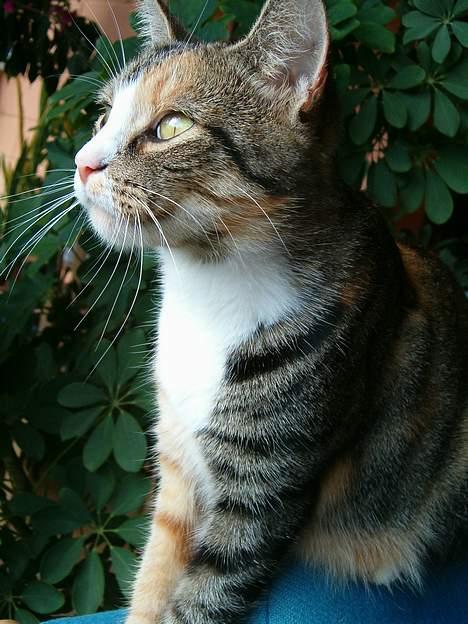 Blanding af racer minnie billede 9