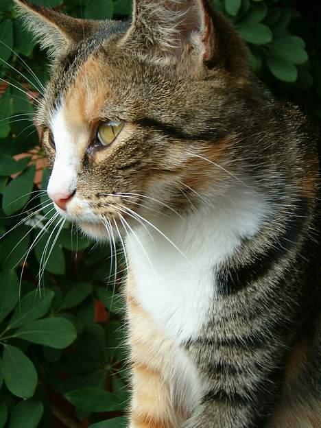 Blanding af racer minnie billede 10