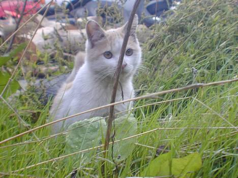 Blanding af racer Bell - hej  billede 6