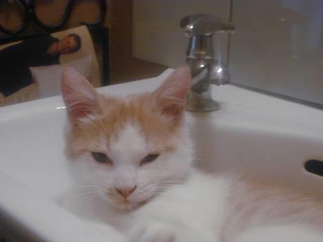 Blanding af racer Bell - heyy der mann!!! billede 7