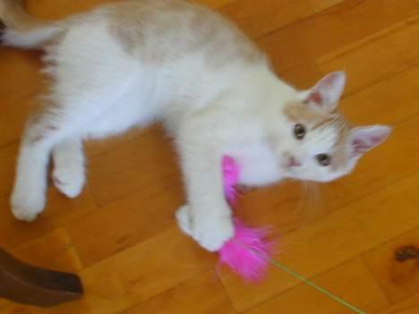 Blanding af racer Bell - hejsa billede 8