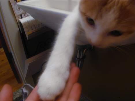 Blanding af racer Bell - giv-me-five billede 9