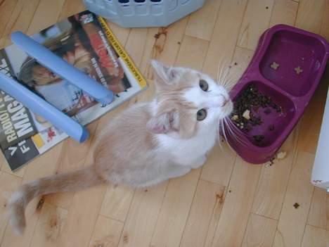 Blanding af racer Bell - be om noget leverposteg. billede 10