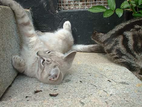 Blanding af racer Måne - Hej det kan godt være jeg er lille men jeg kan da sagtens fange en trappesten !! billede 4