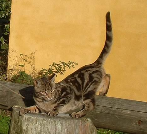 Blanding af racer stjerne - ahh !! billede 8