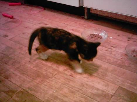 Blanding af racer tulle billede 1