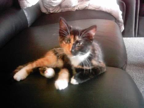 Blanding af racer tulle billede 2