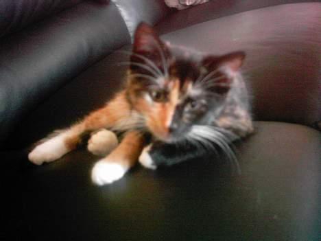 Blanding af racer tulle billede 3