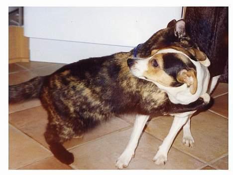 Blanding af racer Lillemis *Død* - Jeg æder dig, gør jeg... billede 2