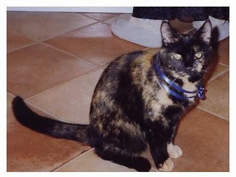 Blanding af racer Lillemis *Død* - En fin lille jule mis... billede 3