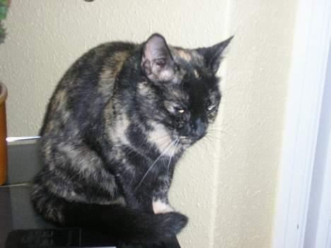 Blanding af racer Lillemis *Død* - ..::Lille Mis::.. billede 4