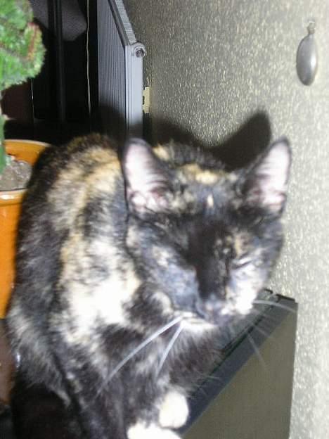 Blanding af racer Lillemis *Død* - ..::Lille Mis::.. billede 5