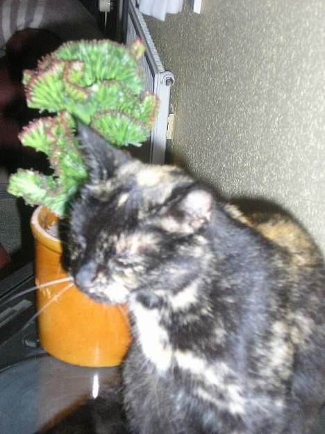 Blanding af racer Lillemis *Død* - ..::Lille Mis::.. billede 6