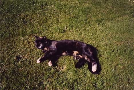 Blanding af racer Lillemis *Død* - Lille Mis ude i haven... billede 7