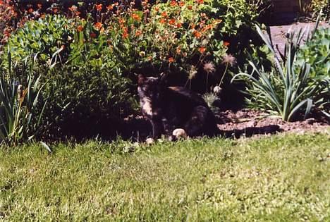 Blanding af racer Lillemis *Død* - Lille mis i haven... billede 8