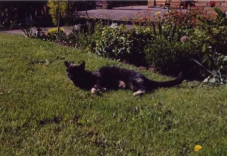 Blanding af racer Lillemis *Død* - ..::Lille Mis::.. billede 9