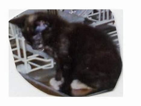 Blanding af racer Lillemis *Død* - Lille Mis som killing... billede 10