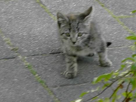 Blanding af racer Pjevs. billede 2