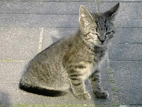 Blanding af racer Pjevs. billede 3