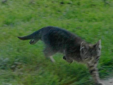 Blanding af racer Pjevs. billede 4