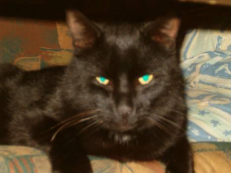 Blanding af racer Bamse billede 1