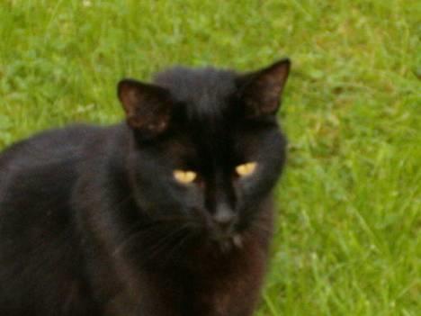 Blanding af racer Bamse billede 2