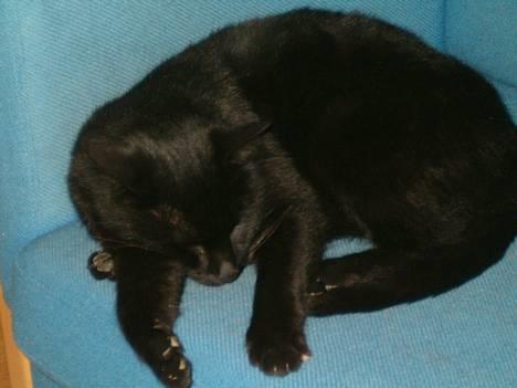 Blanding af racer Bamse billede 3