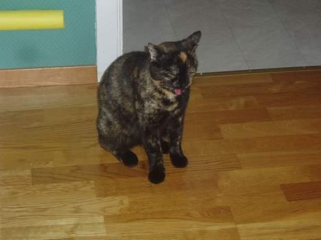 Huskat Susi - her har susi nett vert å spist mat.. og slikker seg rundt munnen.. billede 8