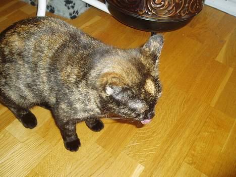 Huskat Susi - så et nær bilde av min søte susi.. billede 9