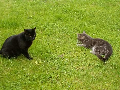 Blanding af racer Bamse billede 4