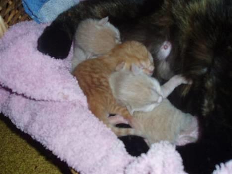 Huskat Susi - her er kattungene mine!!  billede 10