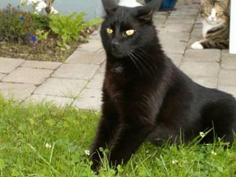 Blanding af racer Bamse billede 5