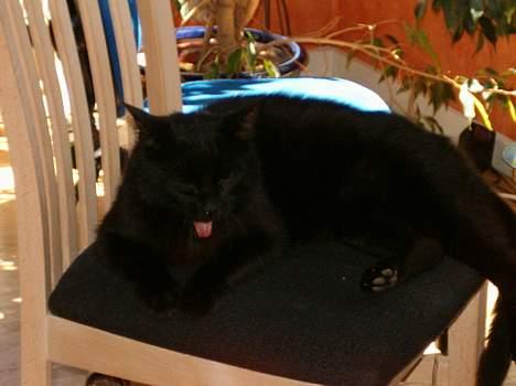 Blanding af racer Bamse billede 6