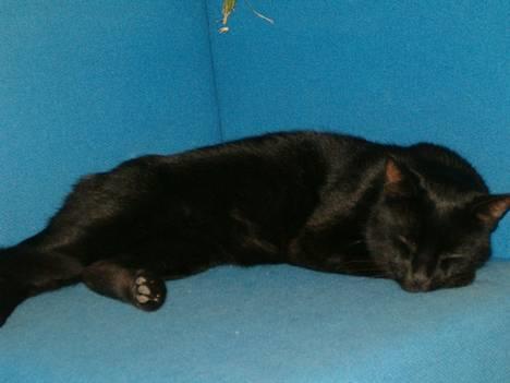 Blanding af racer Bamse billede 7