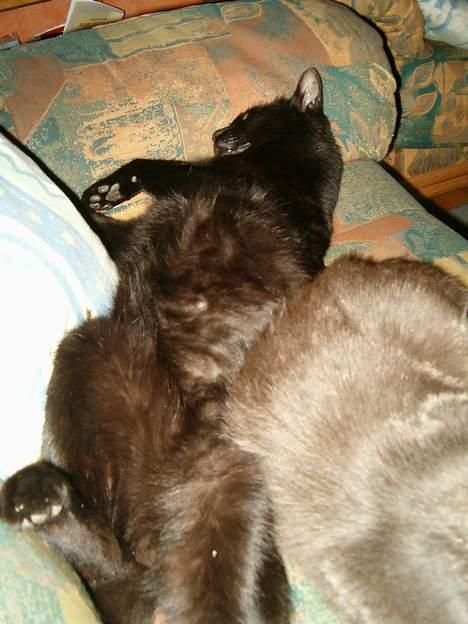 Blanding af racer Bamse billede 8