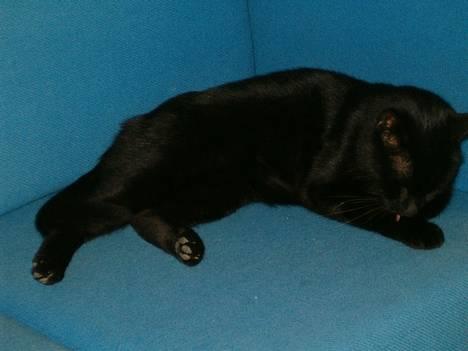 Blanding af racer Bamse billede 9